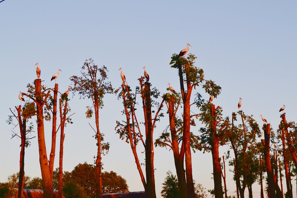 Photograph by Ольга Лещук