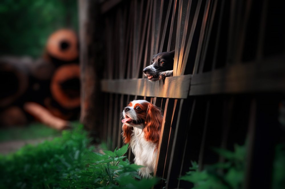 Photograph by Olga Bo