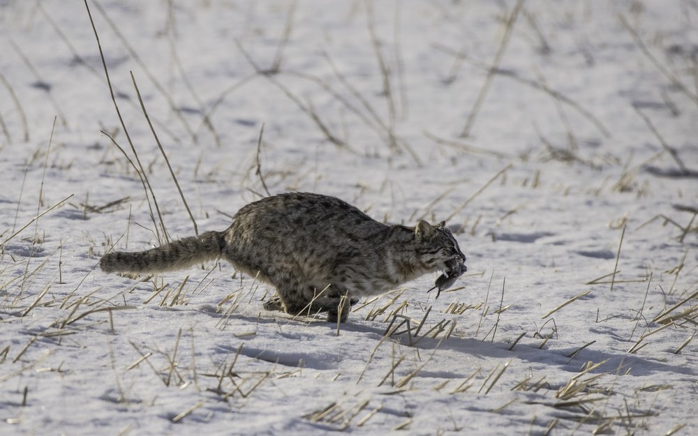 перекус на бегу