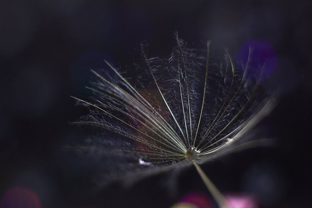 Фотография автора Дарья Воронина