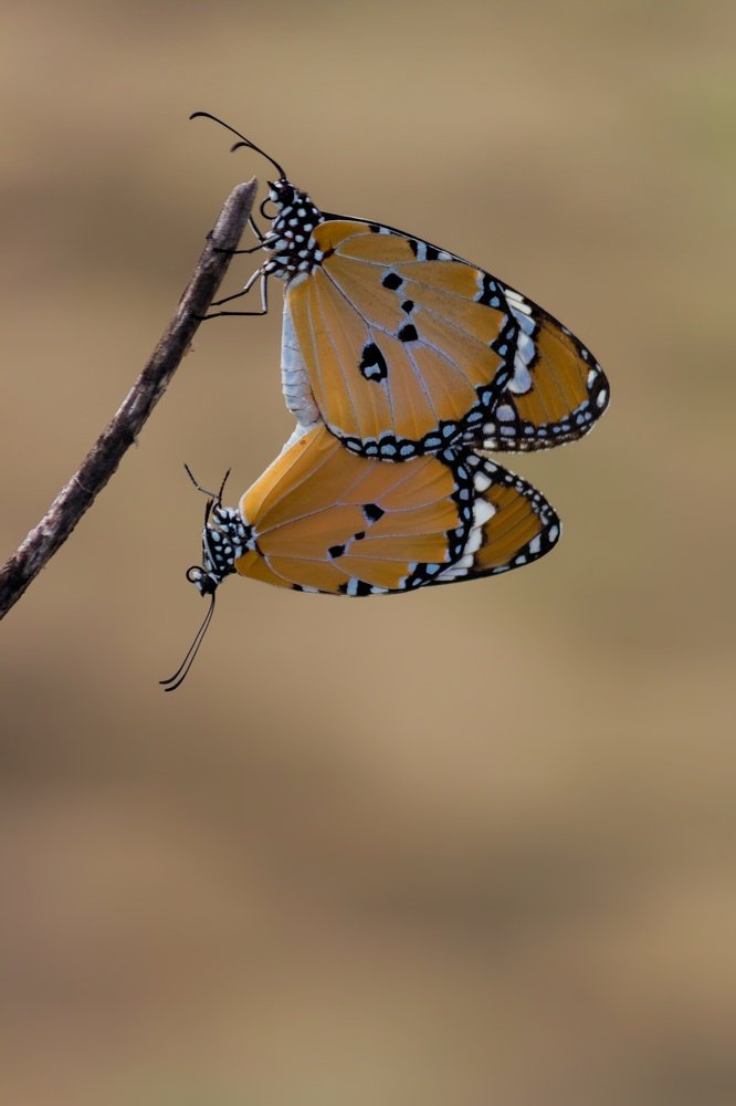Mating of Tiger butterflies