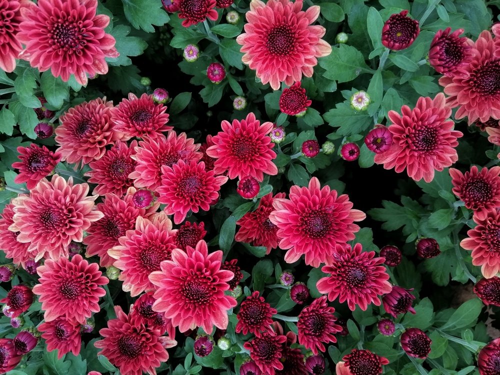 Patterns of nature