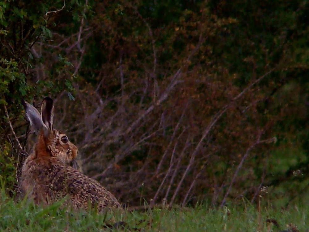 Liebre patagonica
