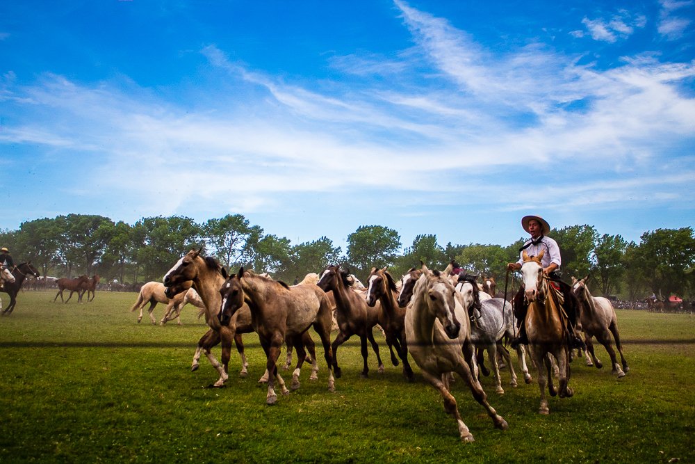 Herd of Horses and Gaucho