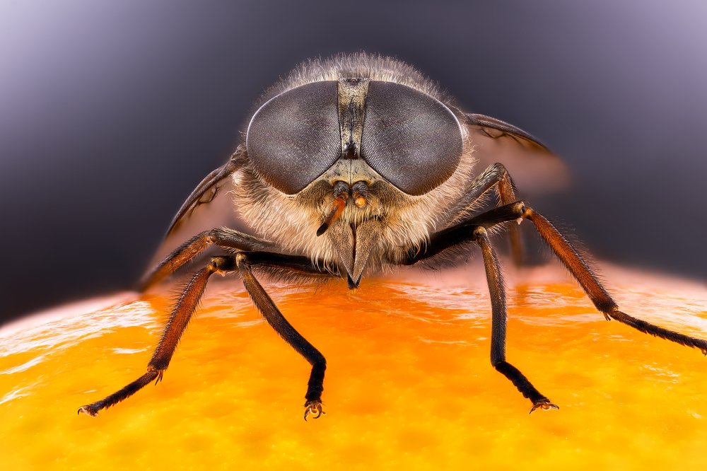Portrait of Fly