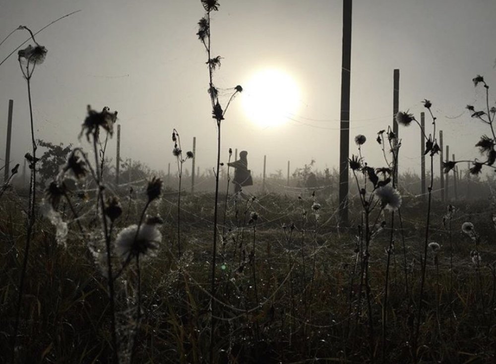 Яблочное поле.