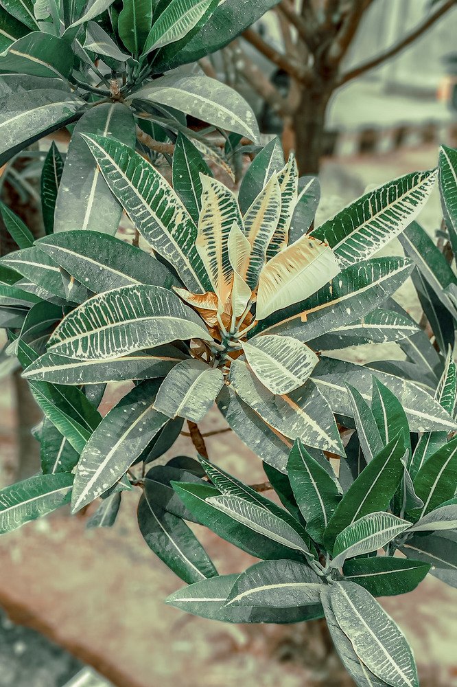 Photograph by Rita Asemota