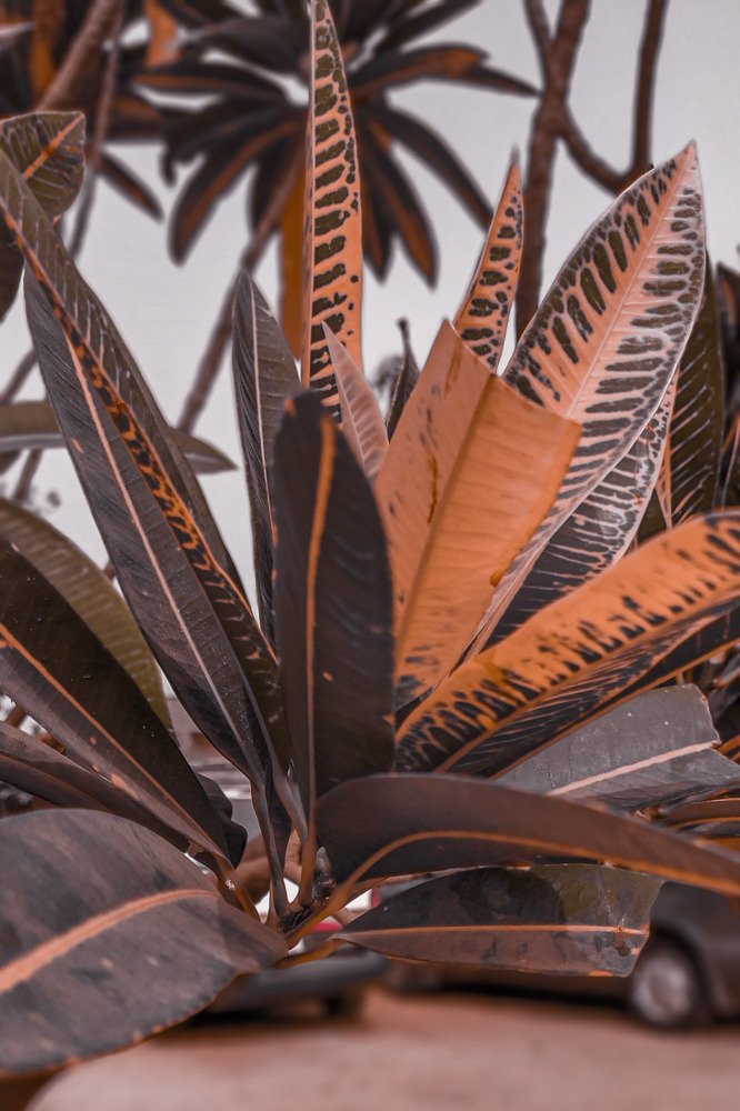 Photograph by Rita Asemota