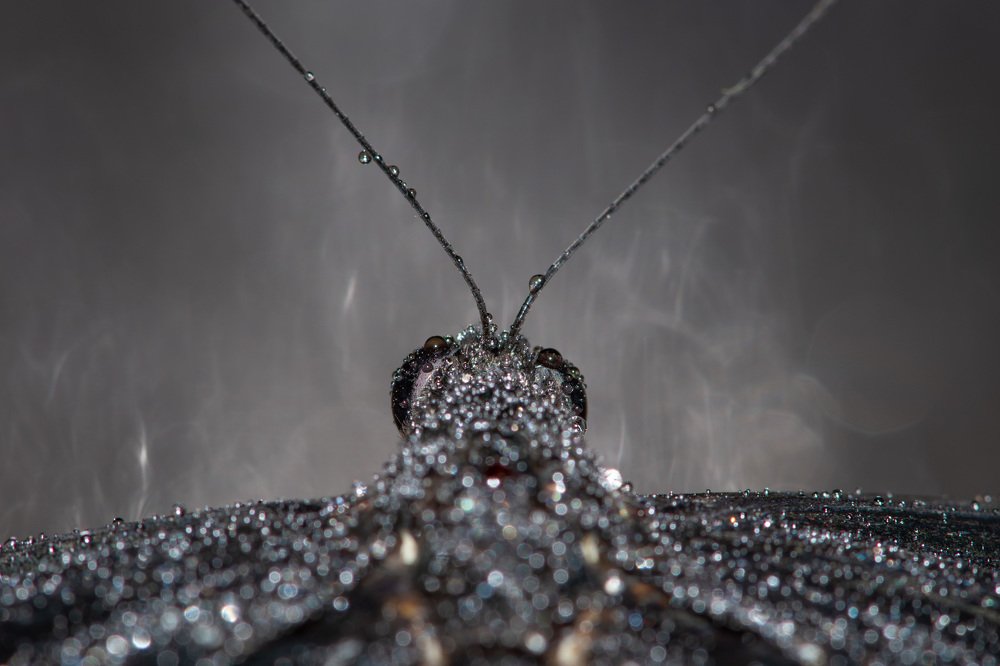 Photograph by galinych