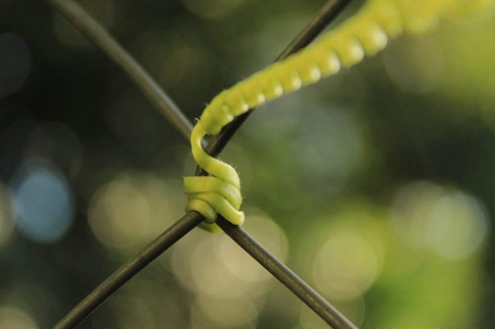 Photograph by Joyadita Soto