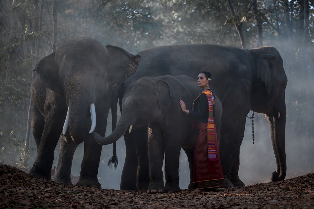 Thai lady and elephant