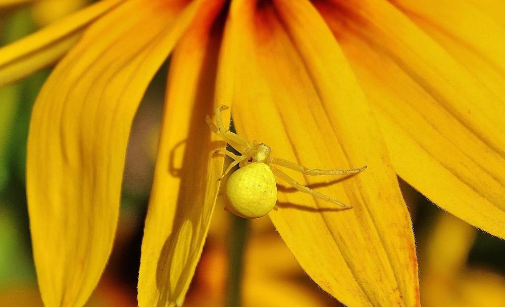 Цветочный паучок.
