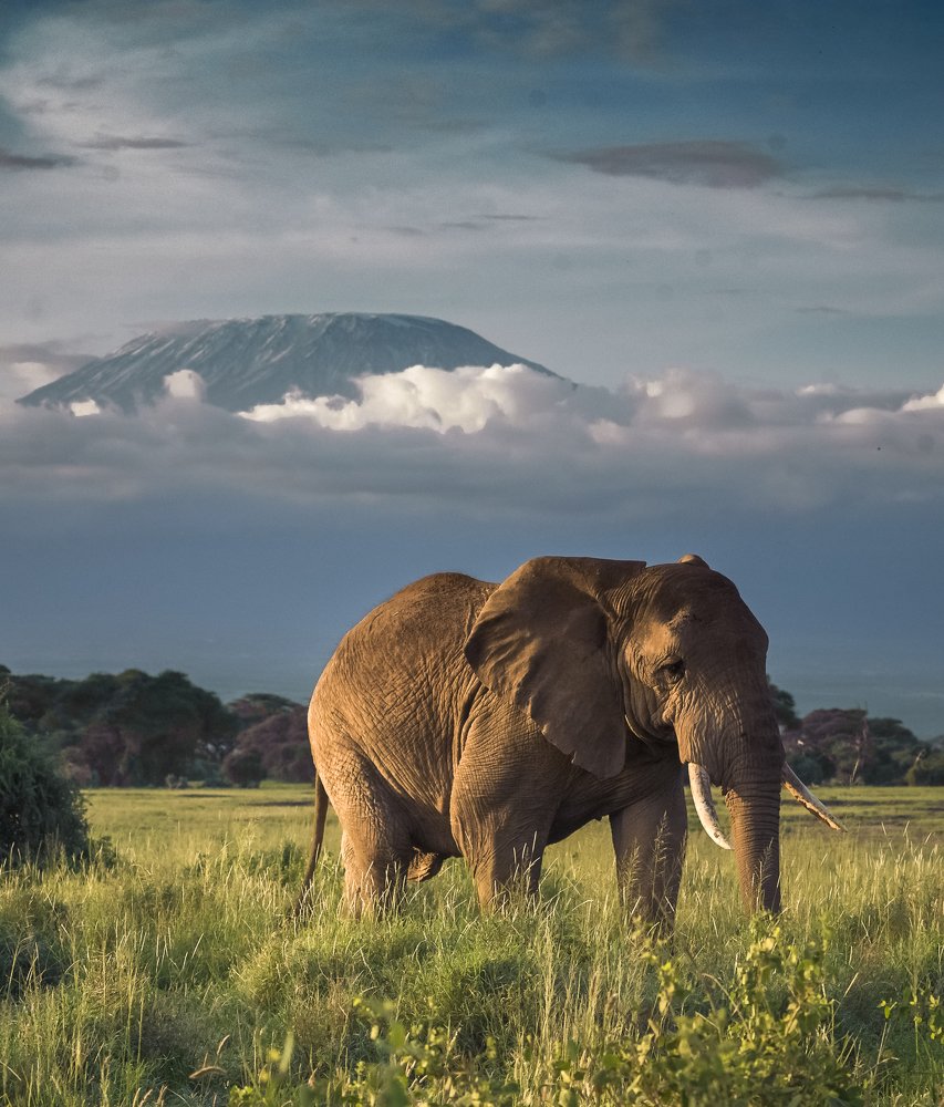Kilimanjaro Elephant