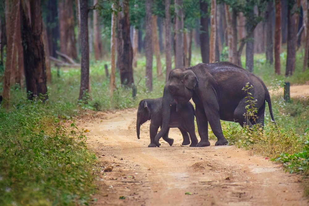 Photograph by Avinash P C