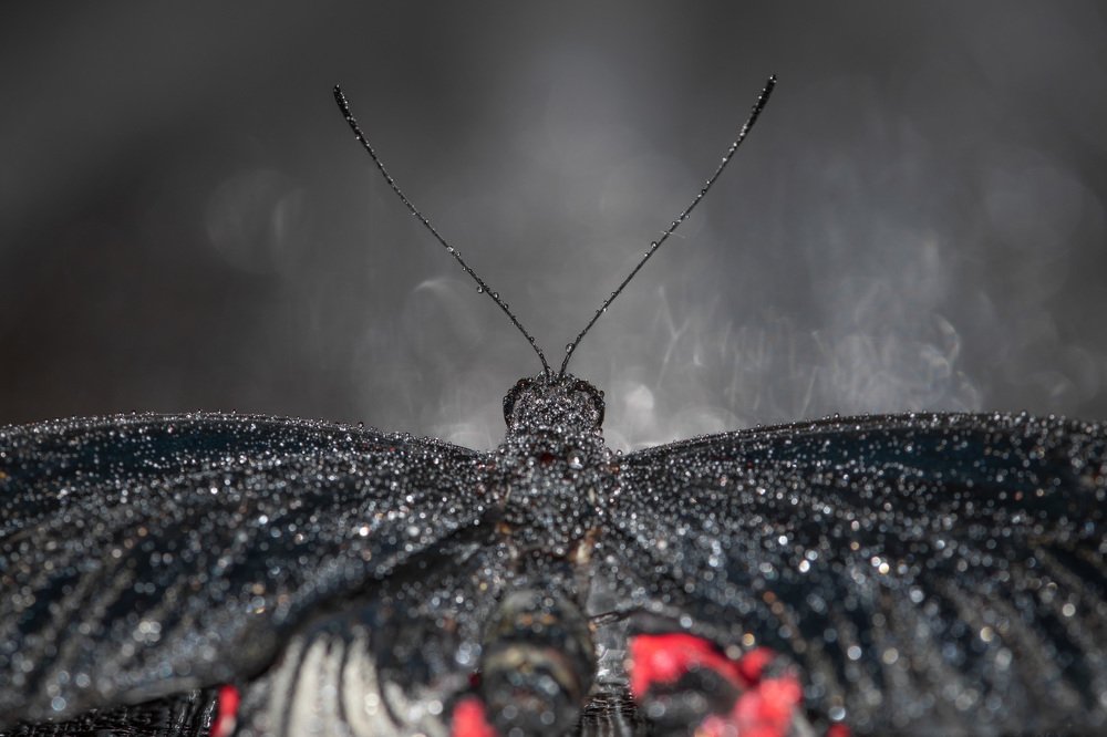 Photograph by galinych