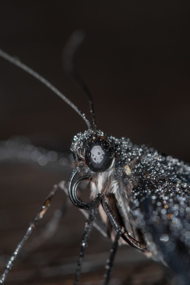 Photograph by galinych