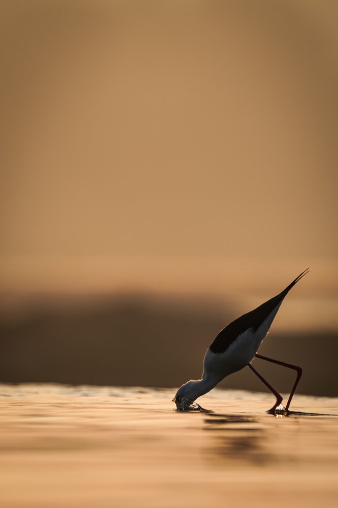 Photograph by Satish Patel