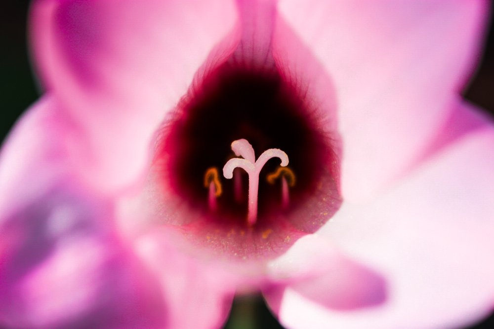 El corazón de una flor