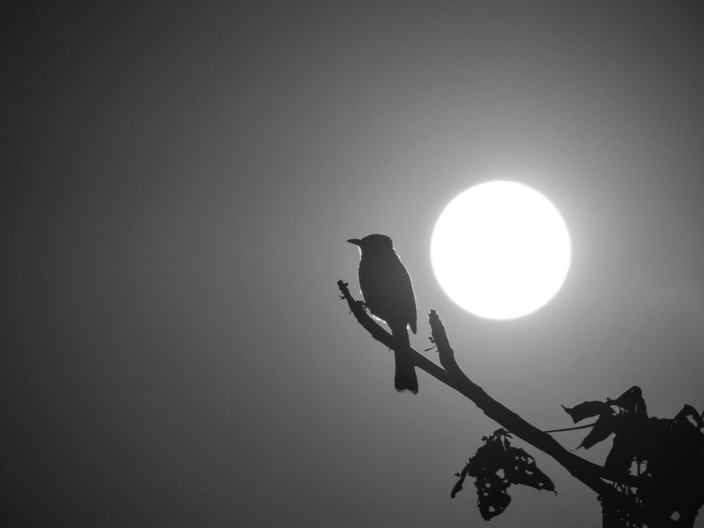 Photograph by Tanmoy Das