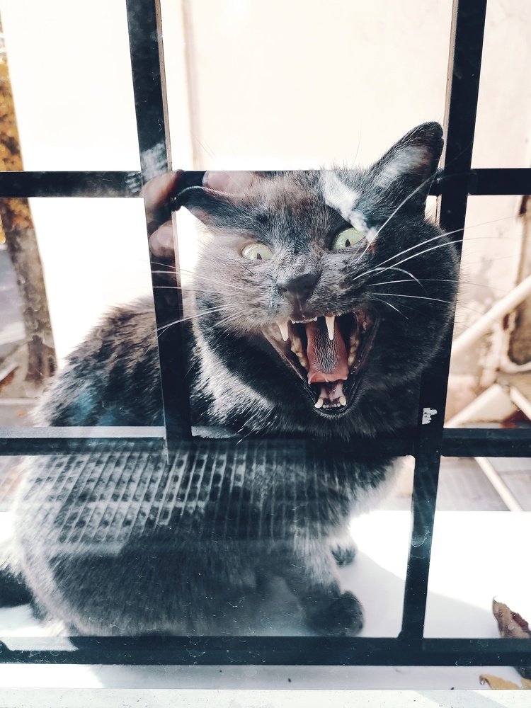 Photograph by Ирина Бондаревская