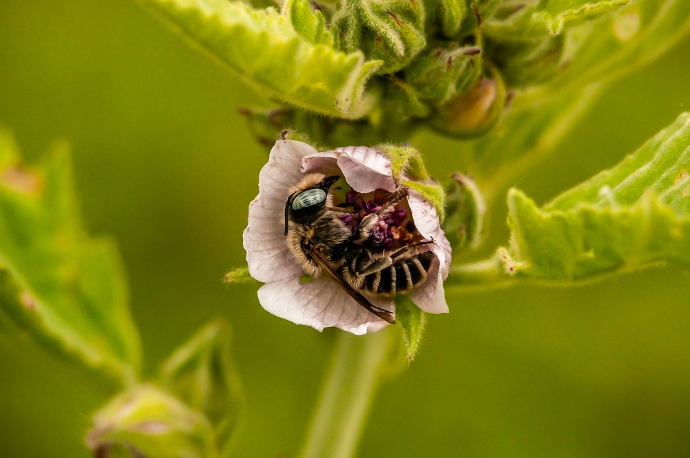 Дрёмы пыльцевые