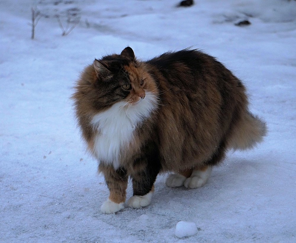 Photograph by Галина