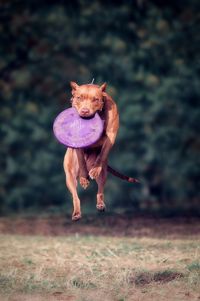 Photograph by Галина Ледок