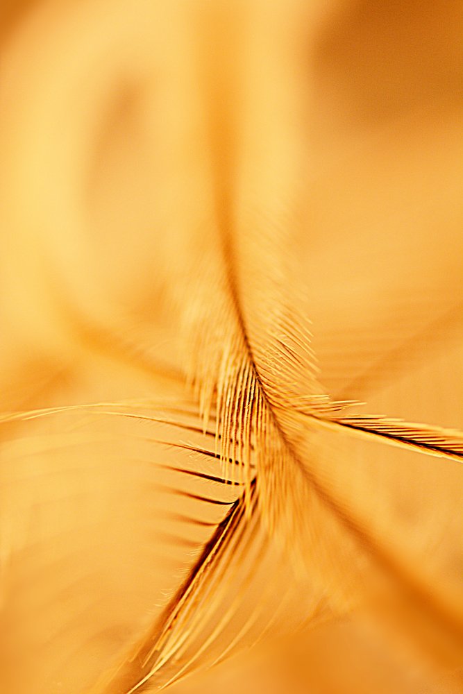 Фотография автора Ася Бабушкина