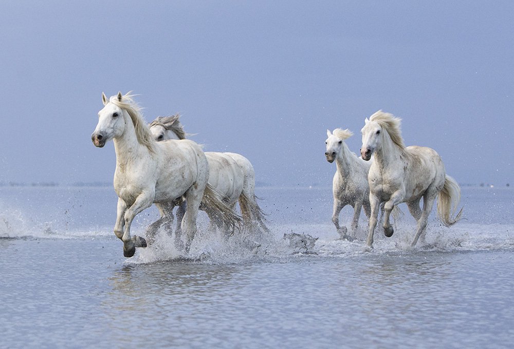 Ангелы Камарга