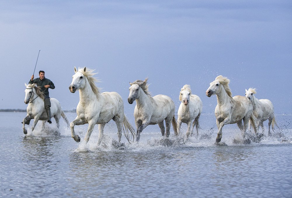 Ангелы Камарга