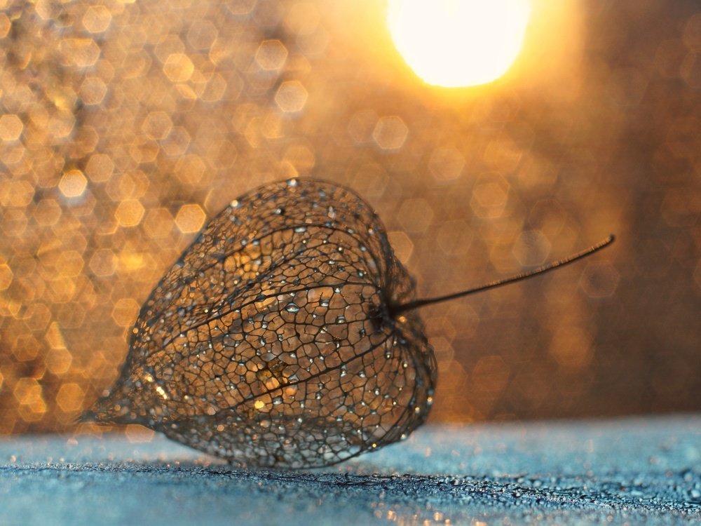 Физалис, солнце и боке