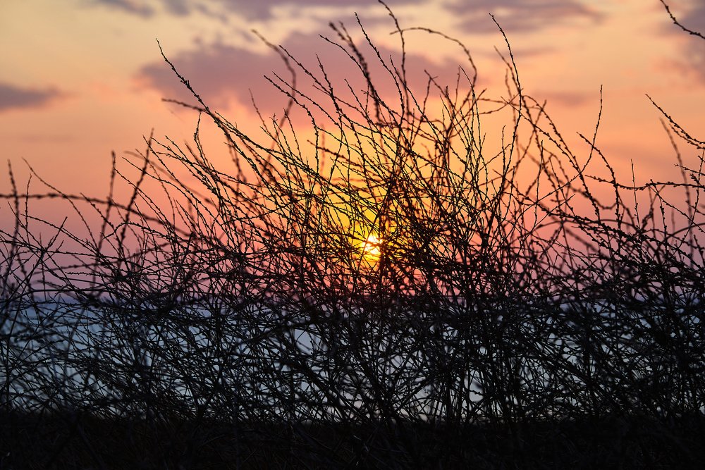 Закат в зарослях кустарника