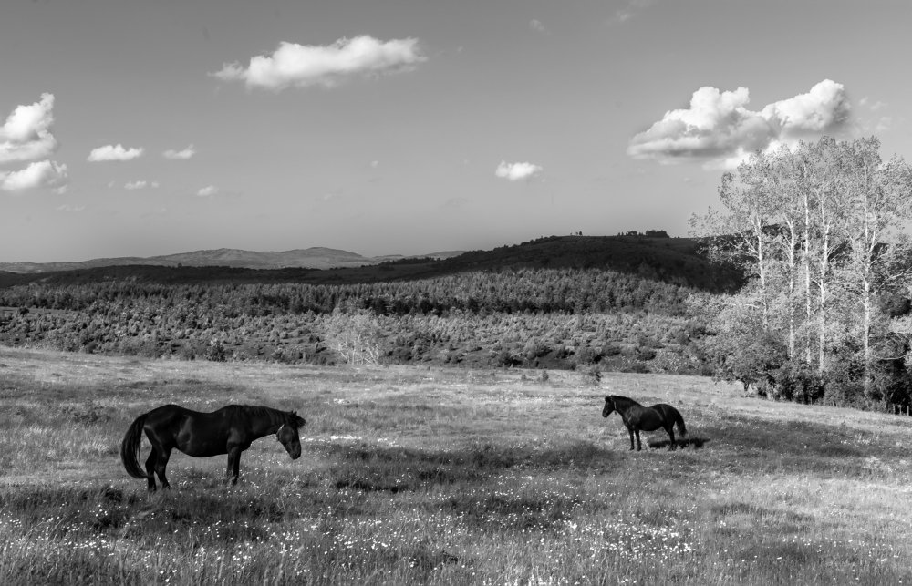 Фотография автора Vishnu Gopal