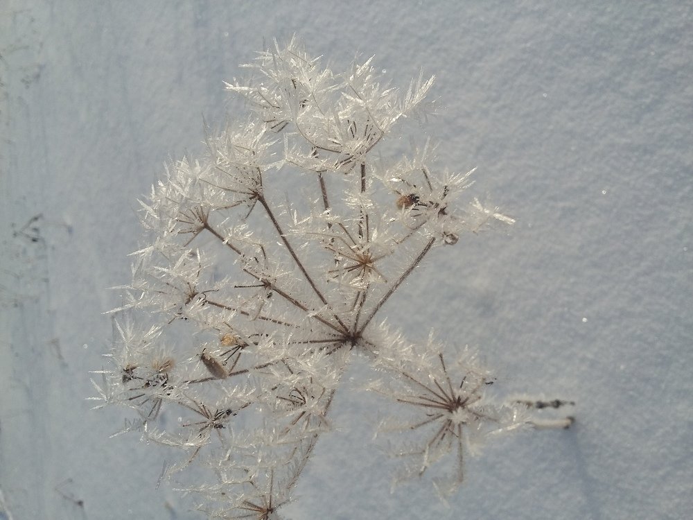 Photo #4341540