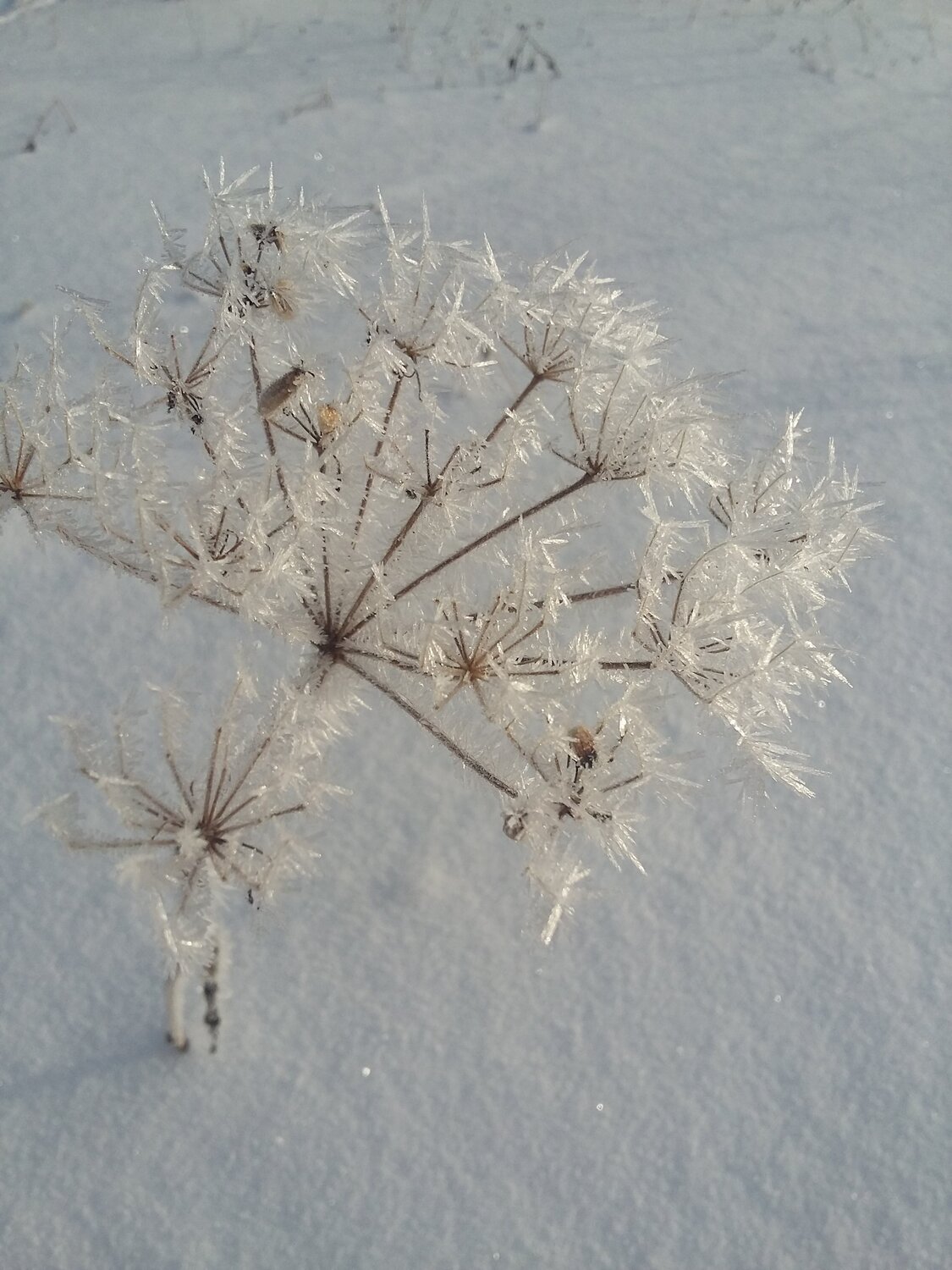 Photo #4341540