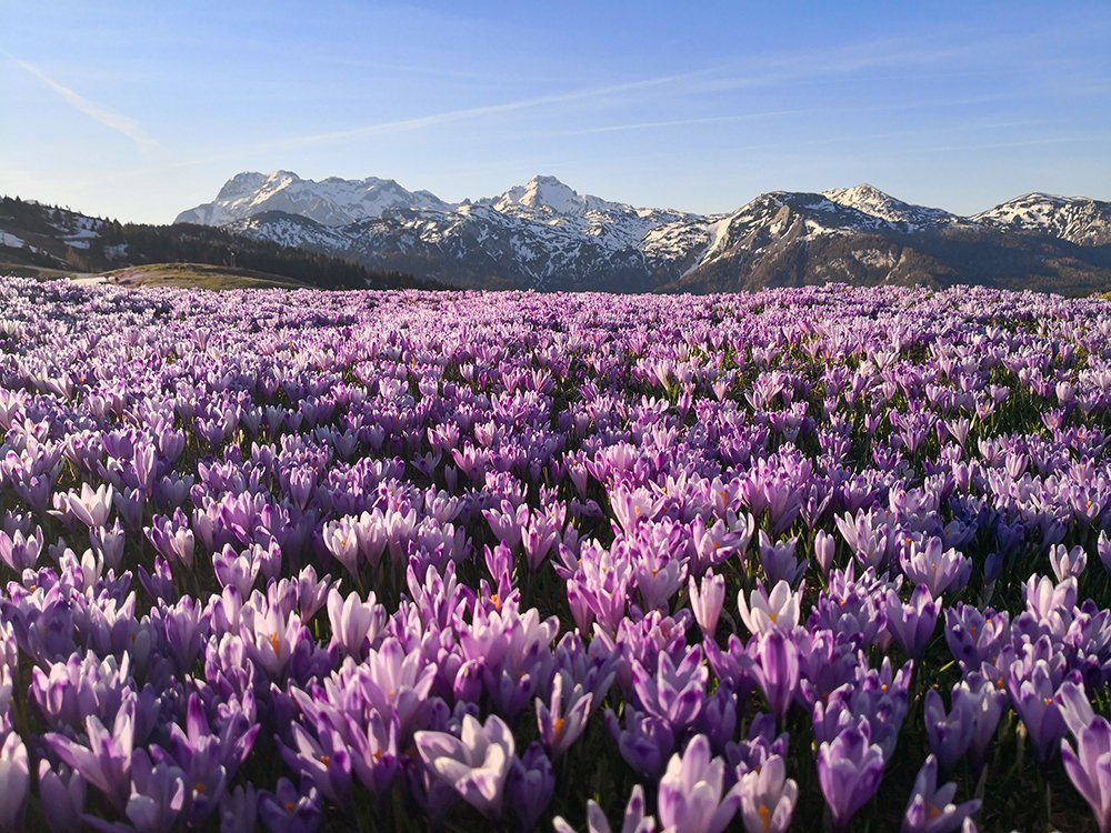Crocus field