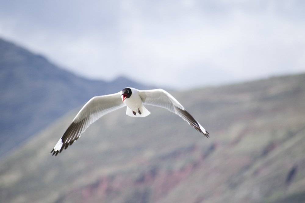 Photograph by Edut Flores Huaman