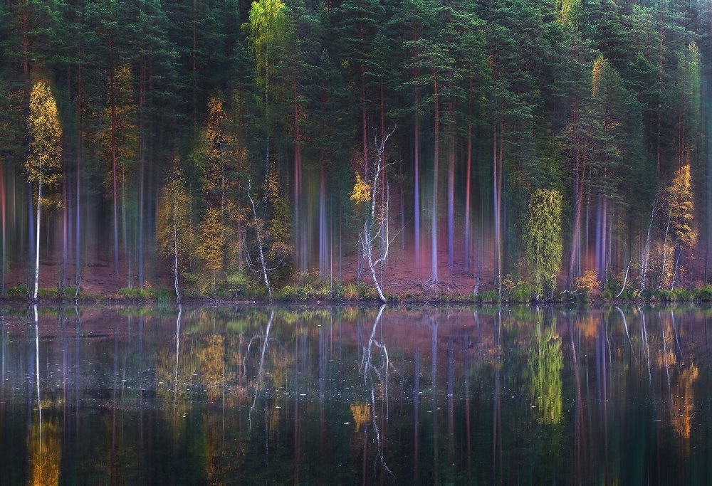 Музыка леса