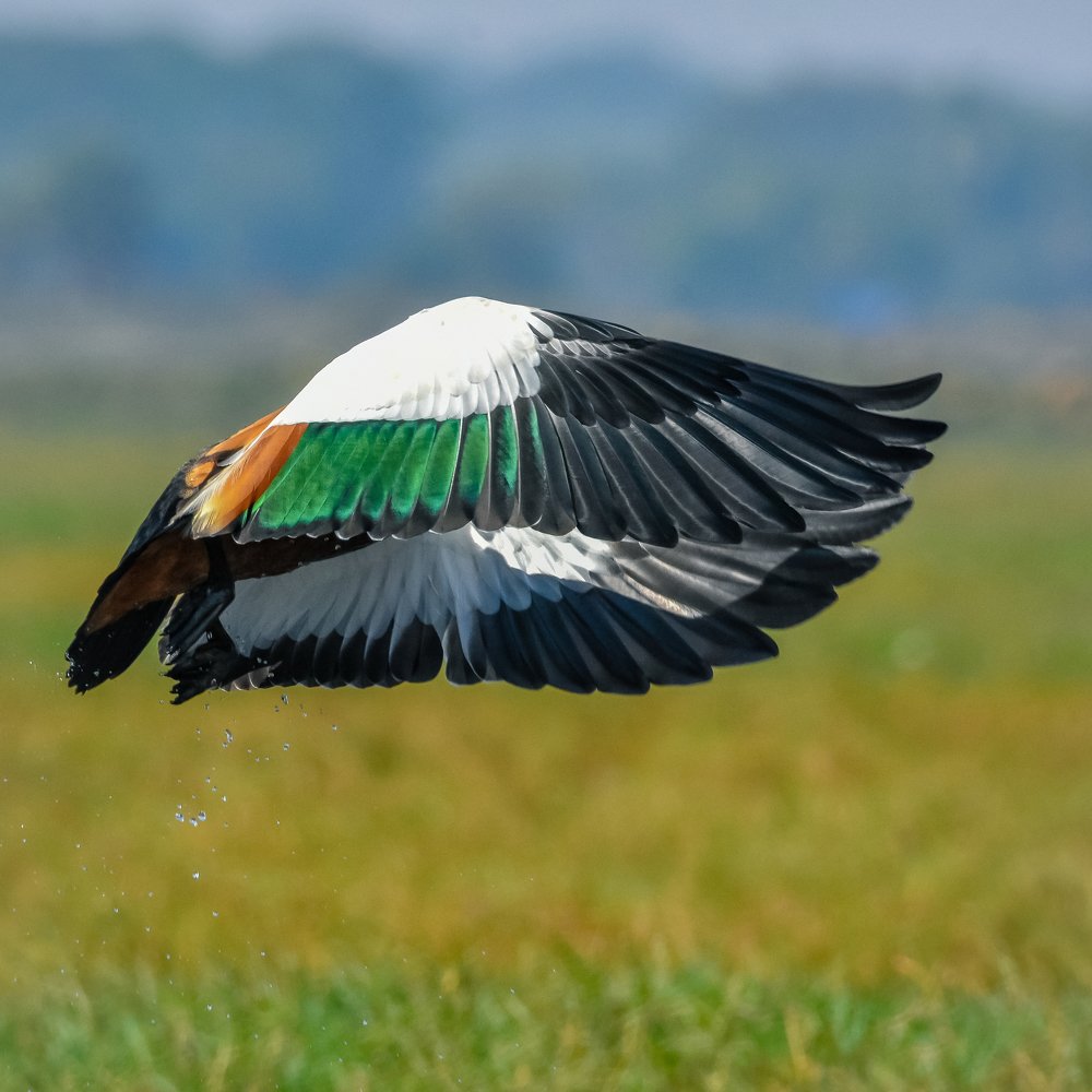 Color of my National Flag