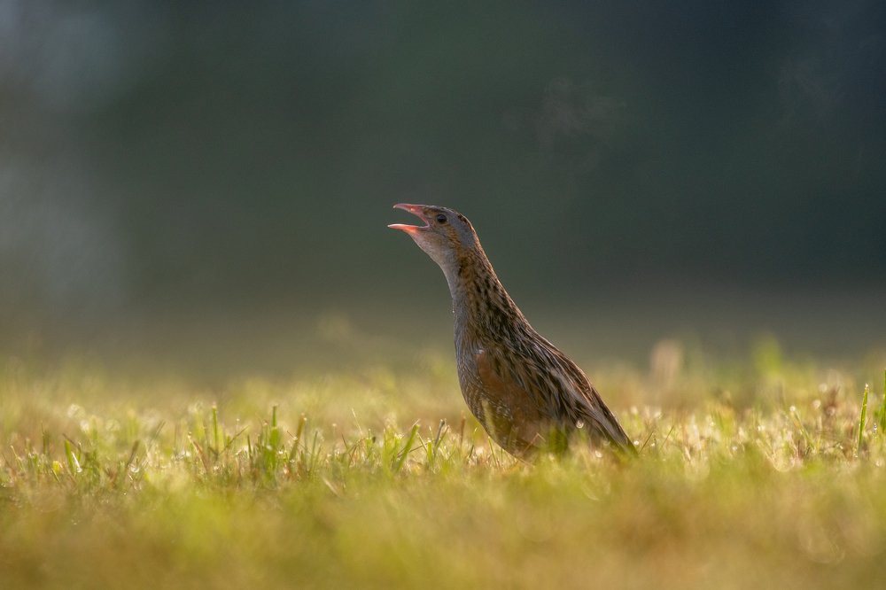 Фотография автора Rok Štirn