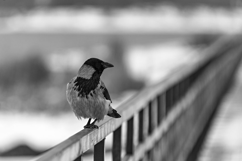 Photograph by Сергей Басов