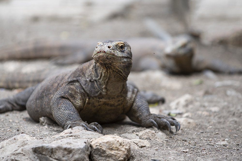 Komodo dragon