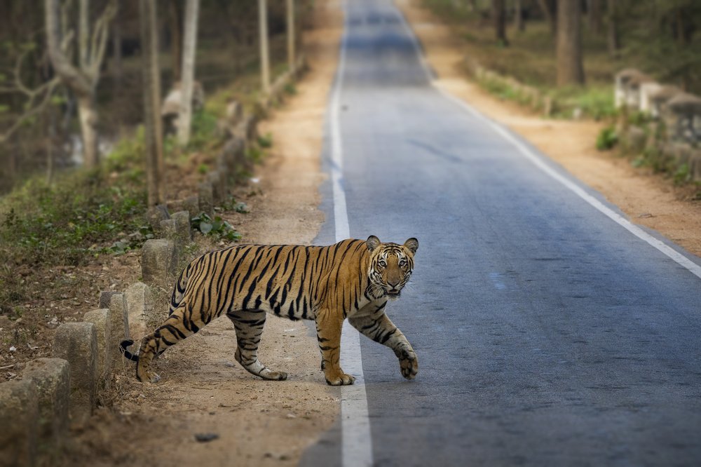 Tiger on a highway.