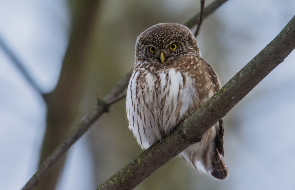 Фотография автора Татьяна Ливеровская