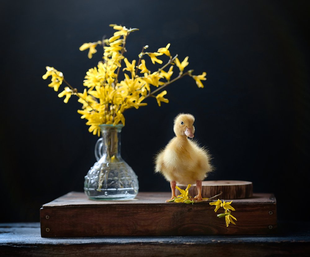 Фотография автора Евгения Грин