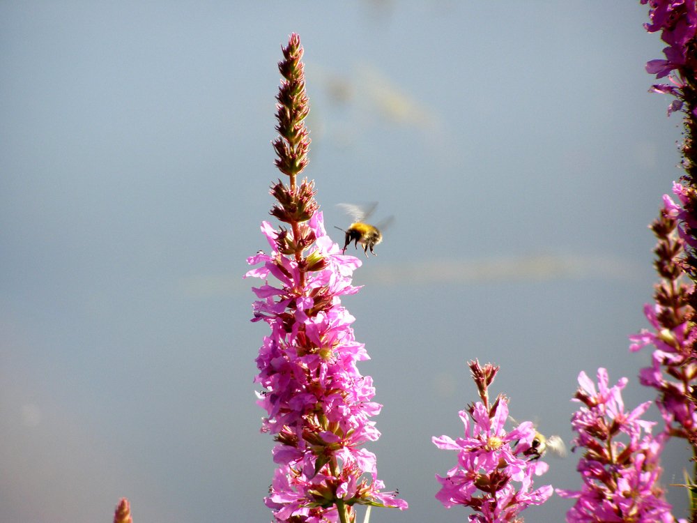 Photograph by Ирина Вассерлауф