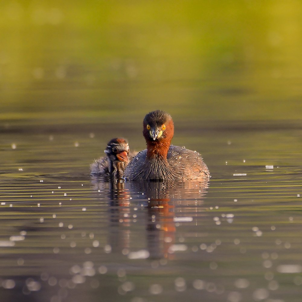 Photograph by Debashish Chatterjee