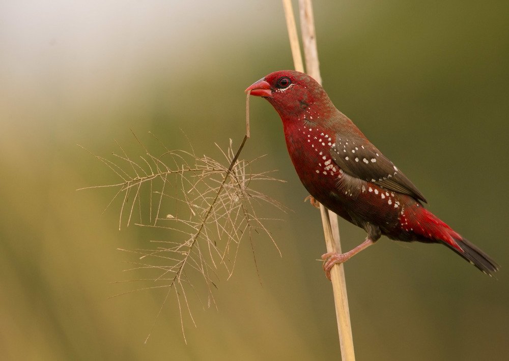 Photograph by Debashish Chatterjee