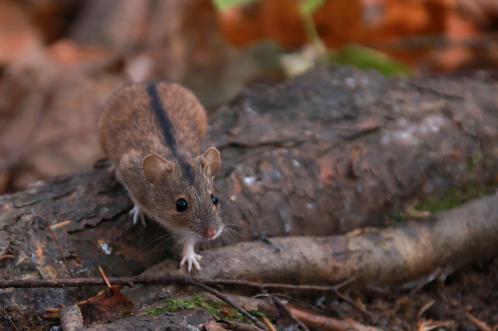 Mouse in the forest