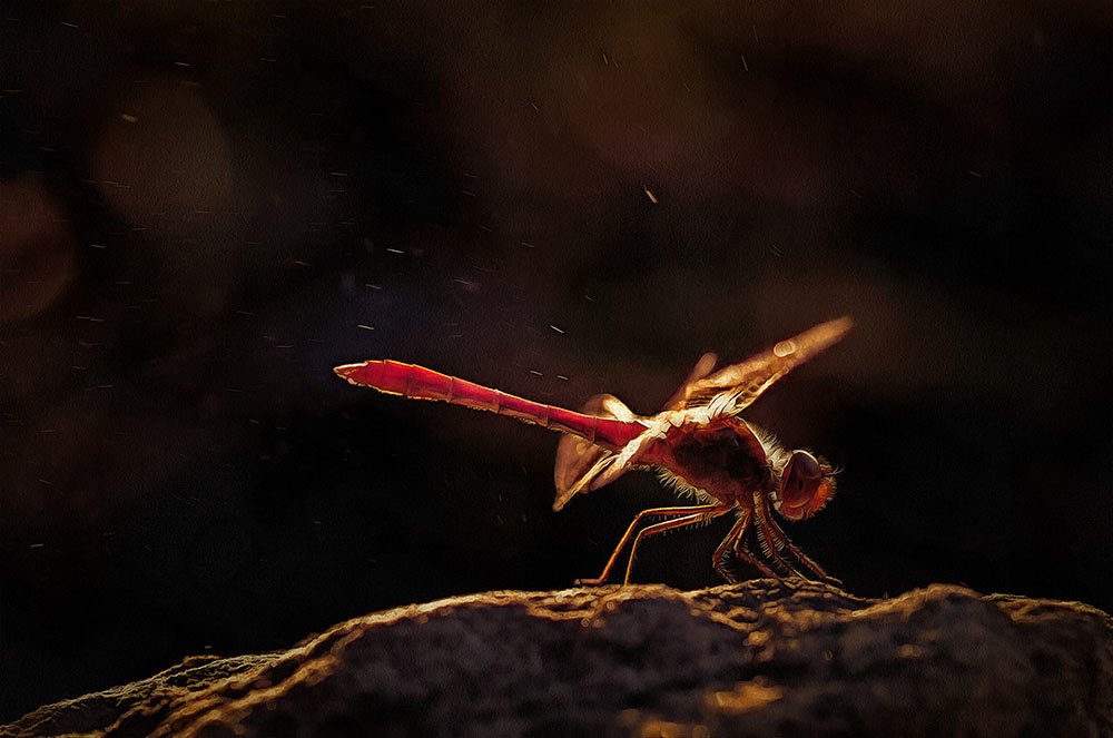 Фотография автора Игорь Баранов